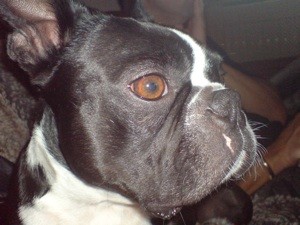 Dog Has Fecal Incontinence When Sleeping